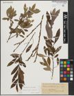 Foto von Salix appendiculata Vill. x Salix purpurea L.